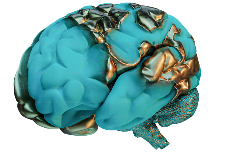 Gehirn, Zentrales Nervensystem Das Gehirn ist auf Grund der Neuroplastizität immer veränderbar. Alte Denkmuster können überschrieben und neue gelernt werden.